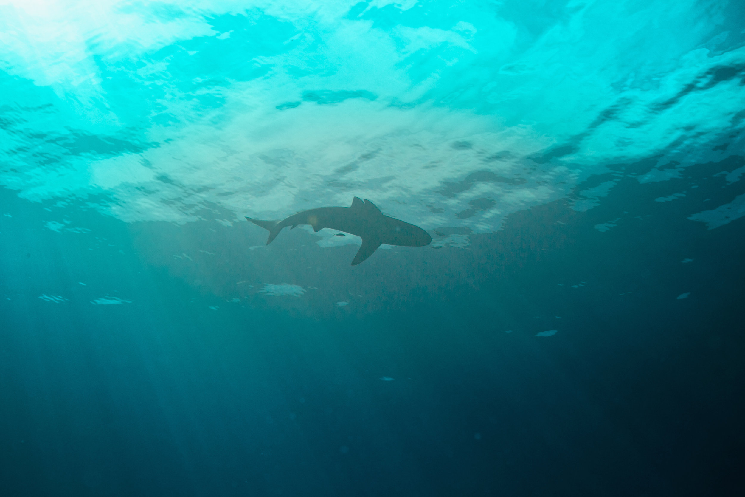 shark_silhouette_BURNS.jpg